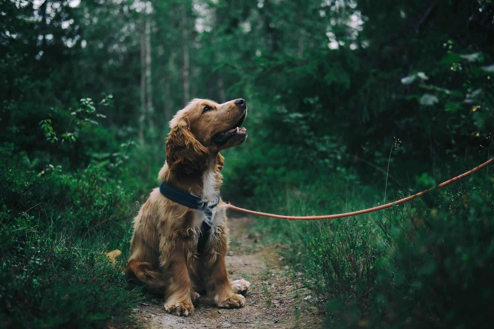 Hiking with a dog