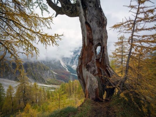 Ancient tree in autumn with mountain landscape in the background at Erjavčeva mountain hut.