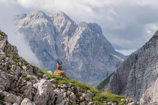 Among the mountains 2026 calendar